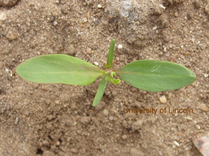 Knotgrass A