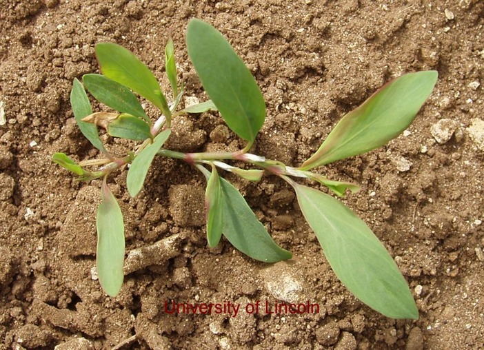 Knotgrass B