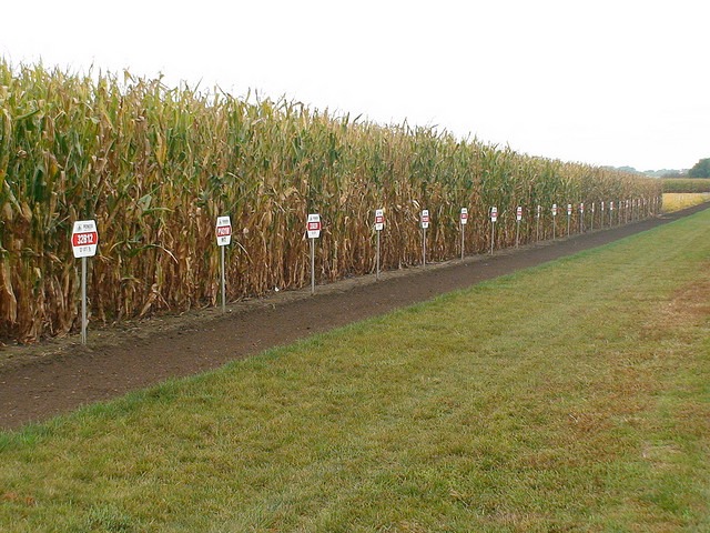 maize varieties.jpg